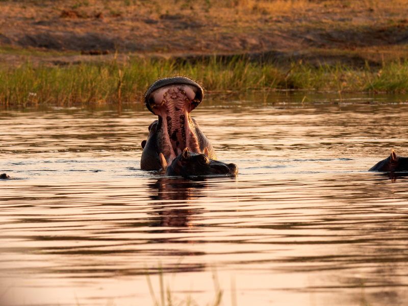I PARCHI DEL BOTSWANA IN VOLO — 8
